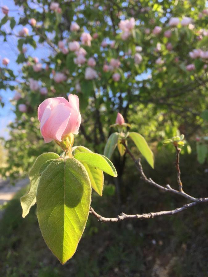 Gite La Cerise Qui Rit La Cresse 외부 사진